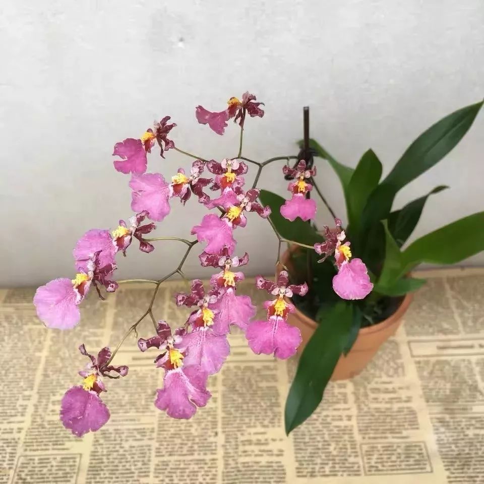 吉祥兰品种大全,六种吉祥兰花