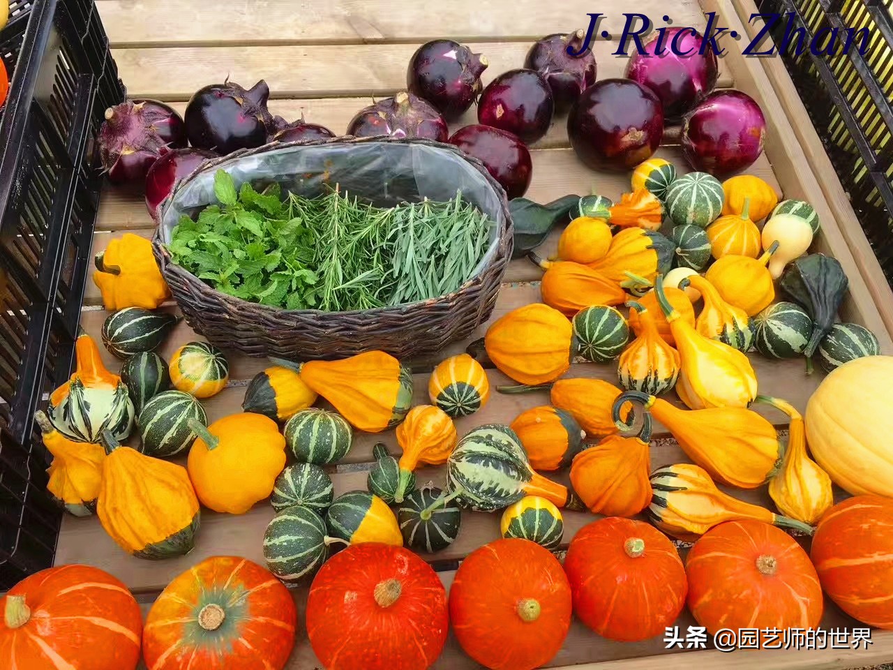 城市蔬菜园景观设计,蔬菜花园造型