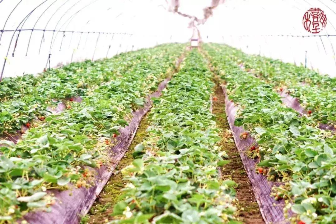 苏州通安的特色,苏州通安有什么美食
