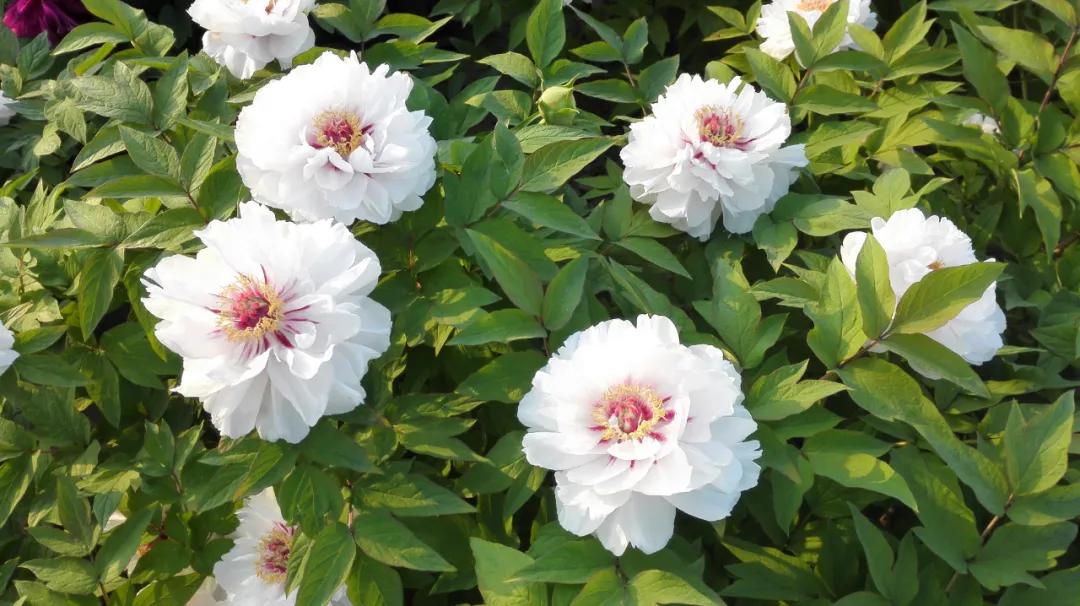 国色天香牡丹花雍容华贵,花中之王国色天香牡丹花