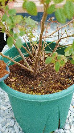 天狼说月季不长根,天狼说月季老苗修剪