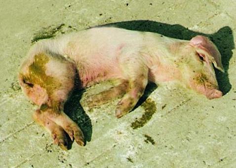 仔猪拉稀母猪吃点什么药,兽药预防仔猪拉稀药