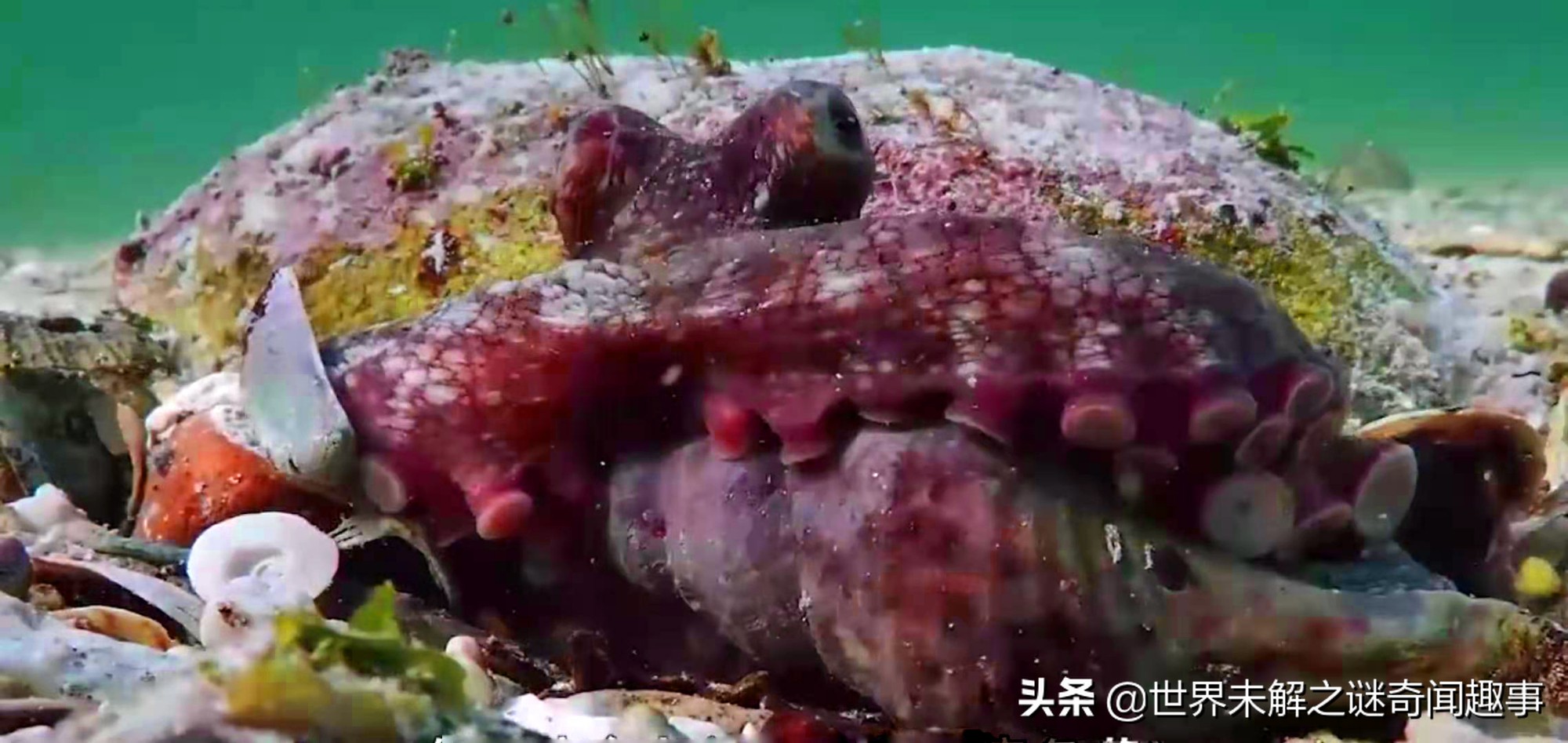 动物智商未来能超越人类吗,如果动物智商超过了人类会怎么样