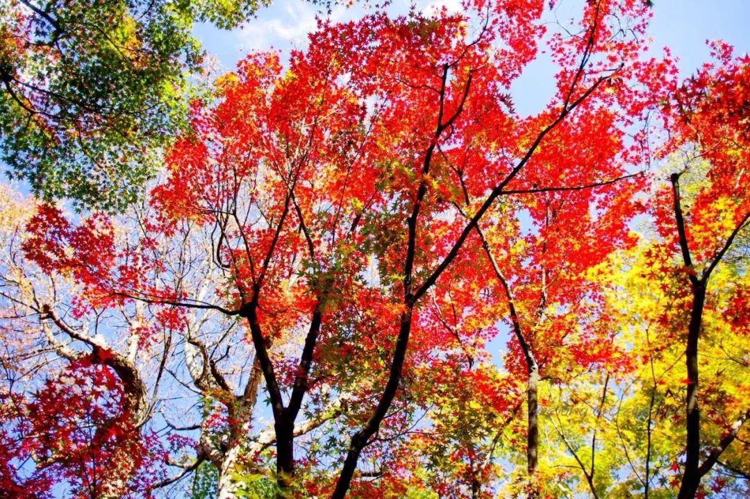 最好的家风是善良深度好文,关于善良的家风故事