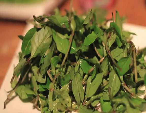 终于开始解除封禁了！别吃野味了，想要追求新鲜，多吃些野菜吧