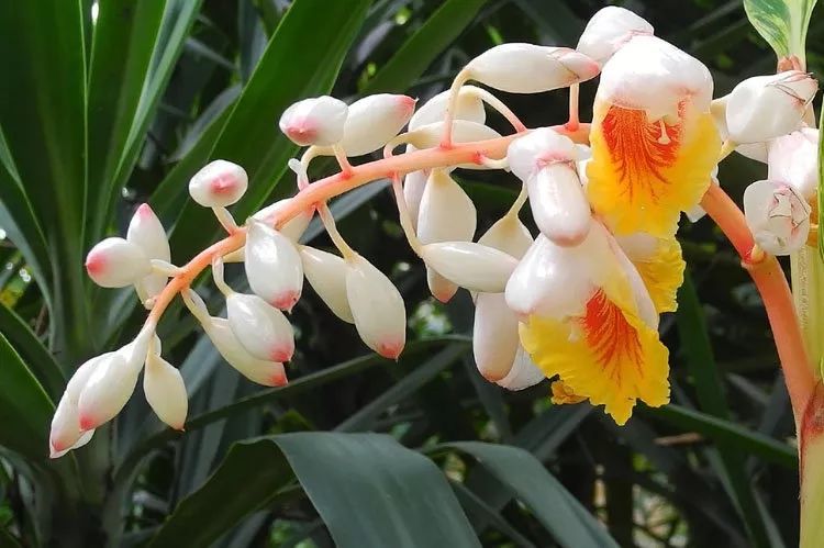 100种常见观叶植物图鉴史上最全,农村常见的100种植物