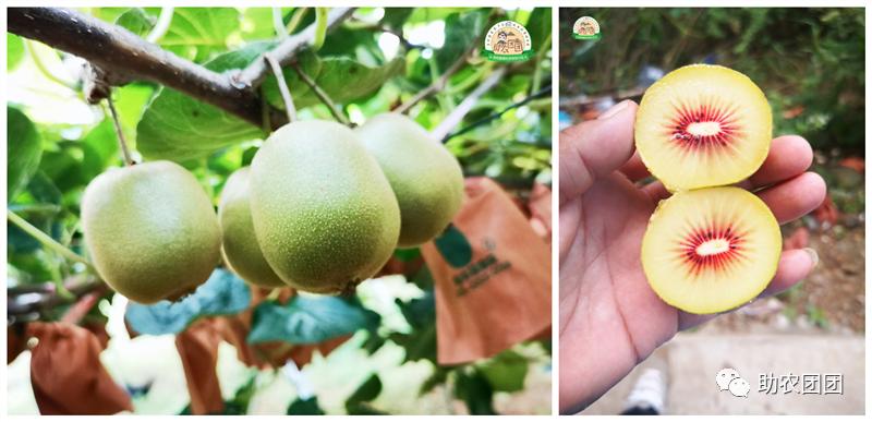 助农产品水果猕猴桃,贵州六盘水红心猕猴桃助农
