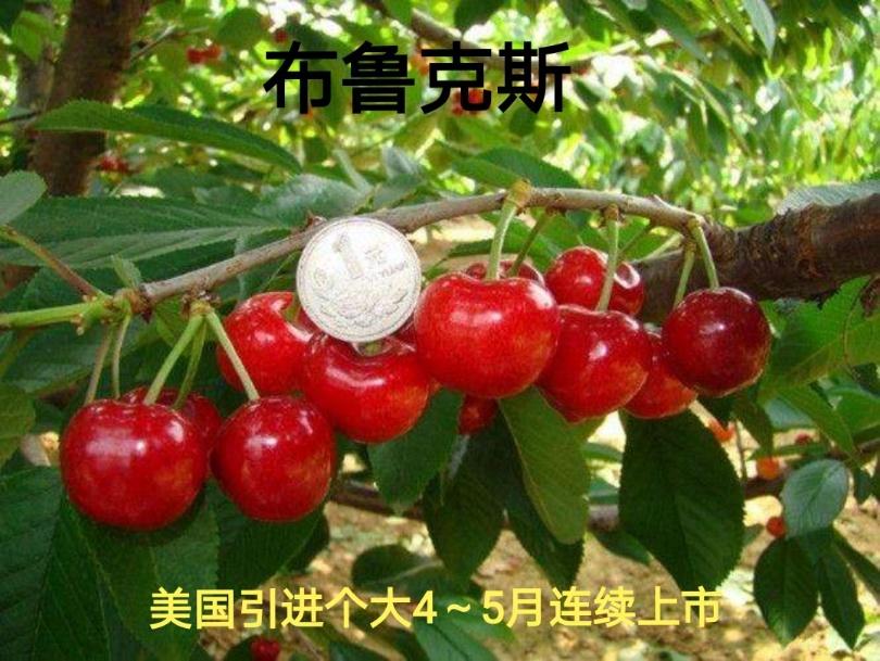 我国特色大樱桃生长习性,中国大樱桃种植分布图