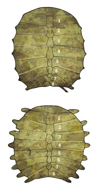 全球仅存三只斑鳖,斑鳖为啥灭绝