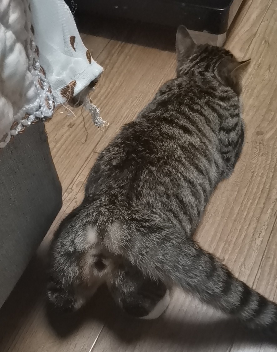 母猫发情一些悲惨经验