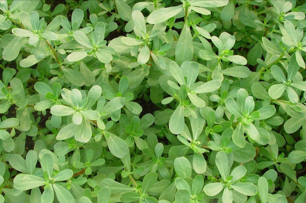 每日中药,关于中药马齿苋视频