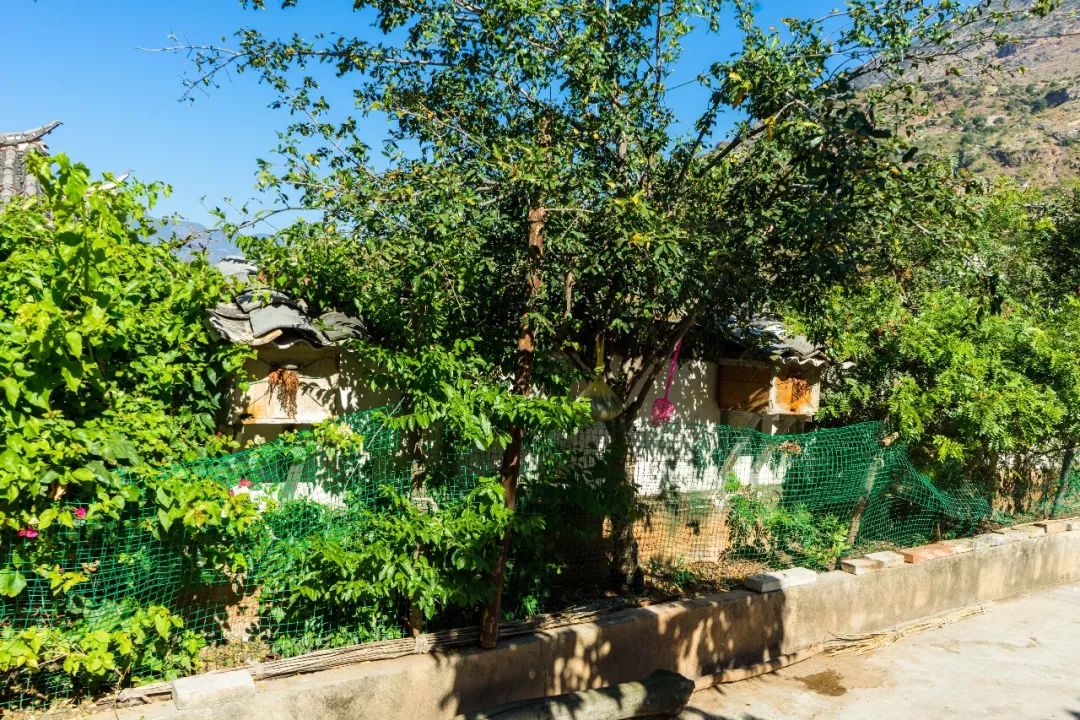 土蜂蜜取蜜全过程,土蜂蜜正确取蜜方法