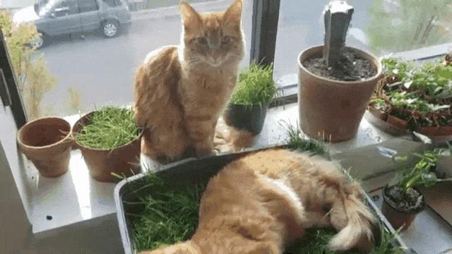 猫咪不吃肉肉怎么办,猫咪不吃鱼吃草怎么办