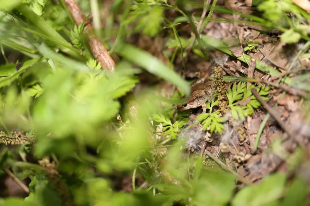 “宝藏”西溪地，多少蛙“定居”？