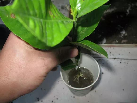 塑料瓶绑在月季上能生根吗视频,水扦插适应哪些花卉