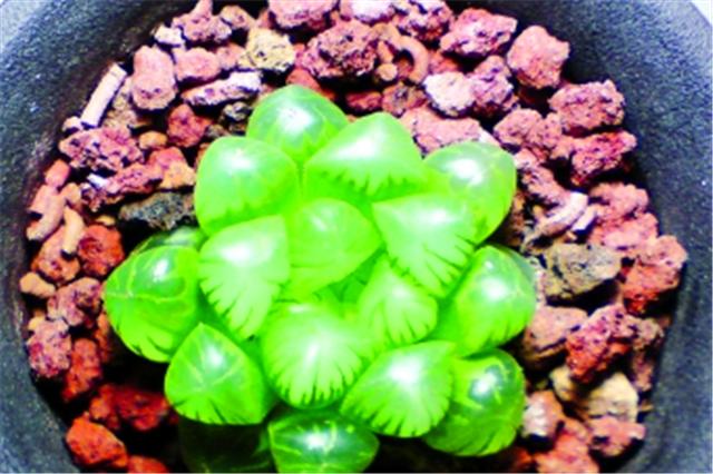 怎么让玉露保持湿润的状态,让玉露快速上色的办法