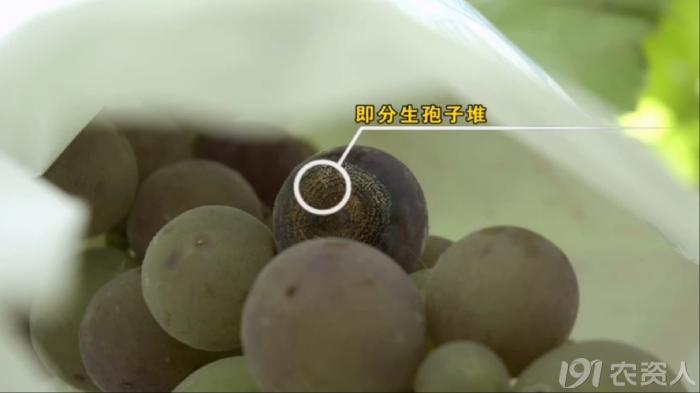 葡萄8月管理,葡萄八月的霜霉防治