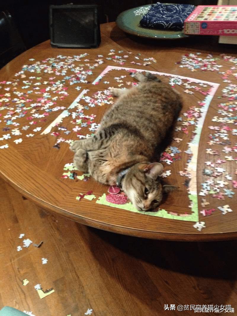 拼图可爱的小动物,有难度还很好看的猫咪拼图