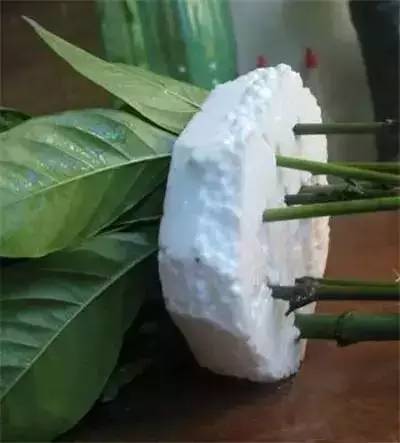 栀子花水插一个月不长根,栀子花水插方法介绍