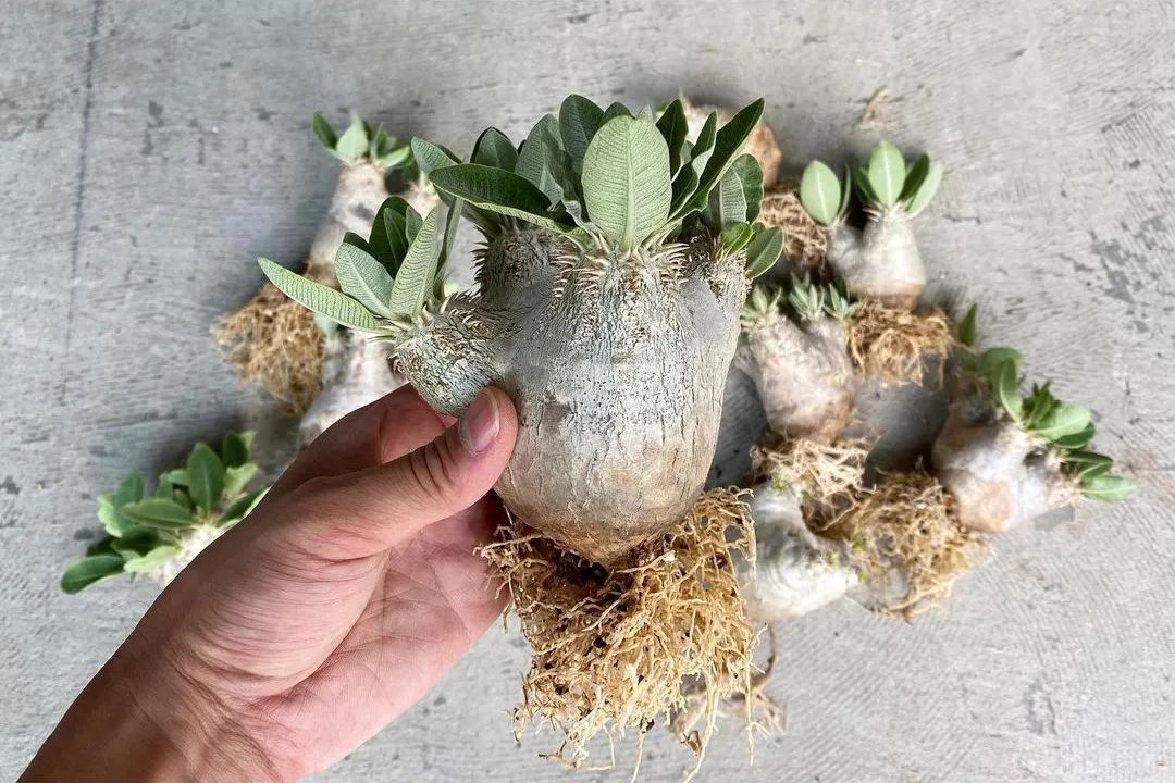 金盆洗手吧，植物杀手们