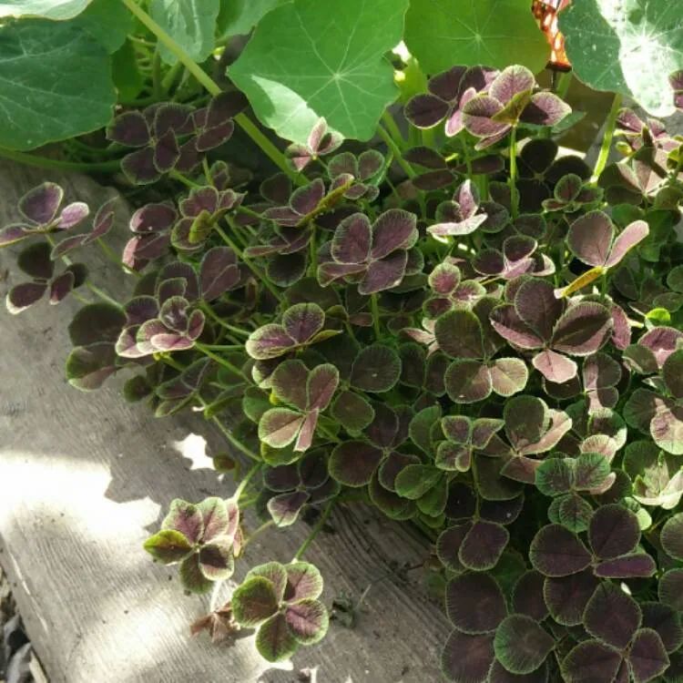 有什么三叶草叶子比花好看,能轻松找到四片叶子的彩叶三叶草