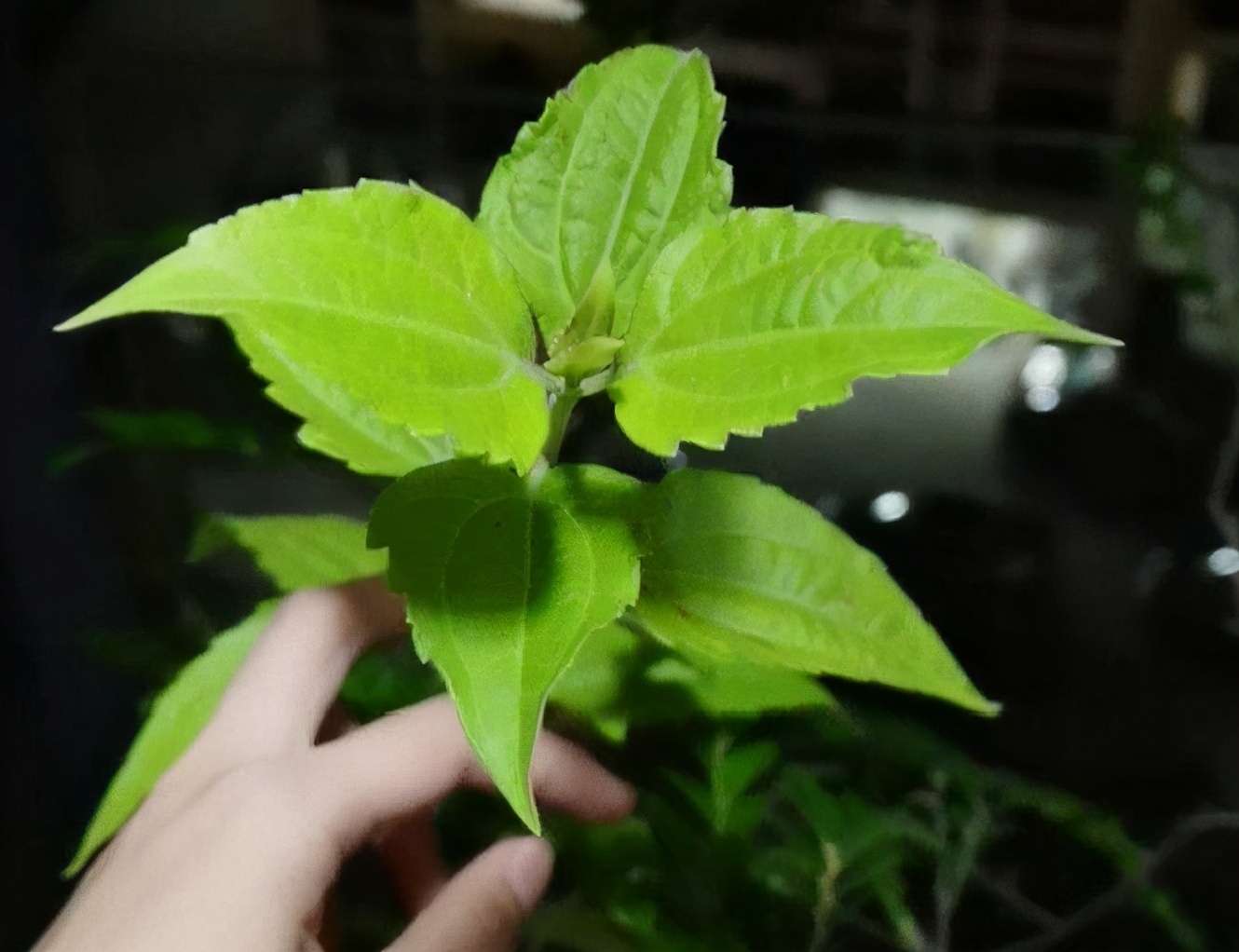 六种入侵植物有哪些,混得最惨的入侵植物你有吃过吗