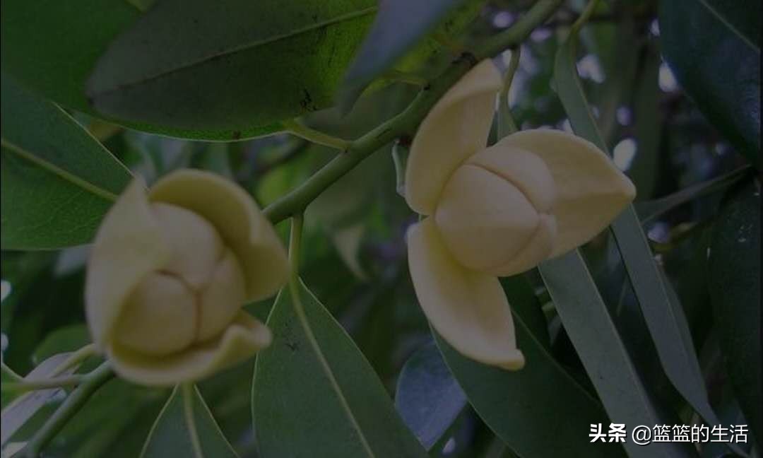 每个国家的国花是什么,国家的国花和象征意义