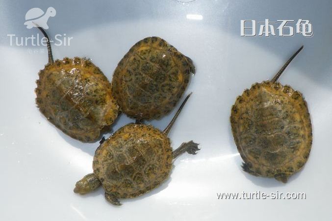 探索岛国灵性宠物——日本石龟「龟谷鳖老」