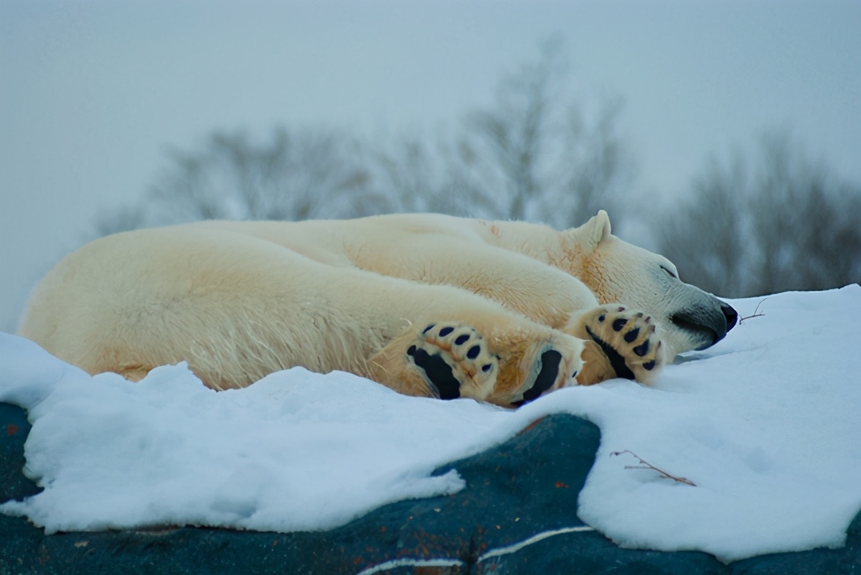 首次发现黄色企鹅,记录人类首次发现黄色企鹅