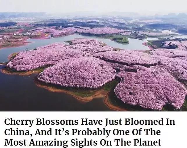 去日本观赏樱花最佳去哪个岛,去日本观赏樱花可能去什么岛