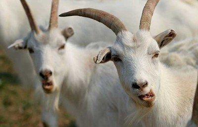 羊瘤胃积食最快的解决办法,羊不吃草拉稀精神不好怎么治疗