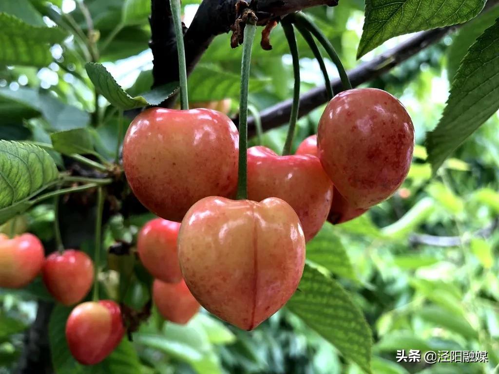 泾阳大樱桃,吃樱桃需要注意哪些事项