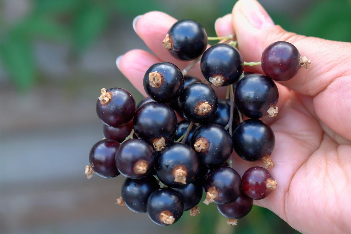 像灯笼果的野果叫什么,野果红灯笼果纯天然