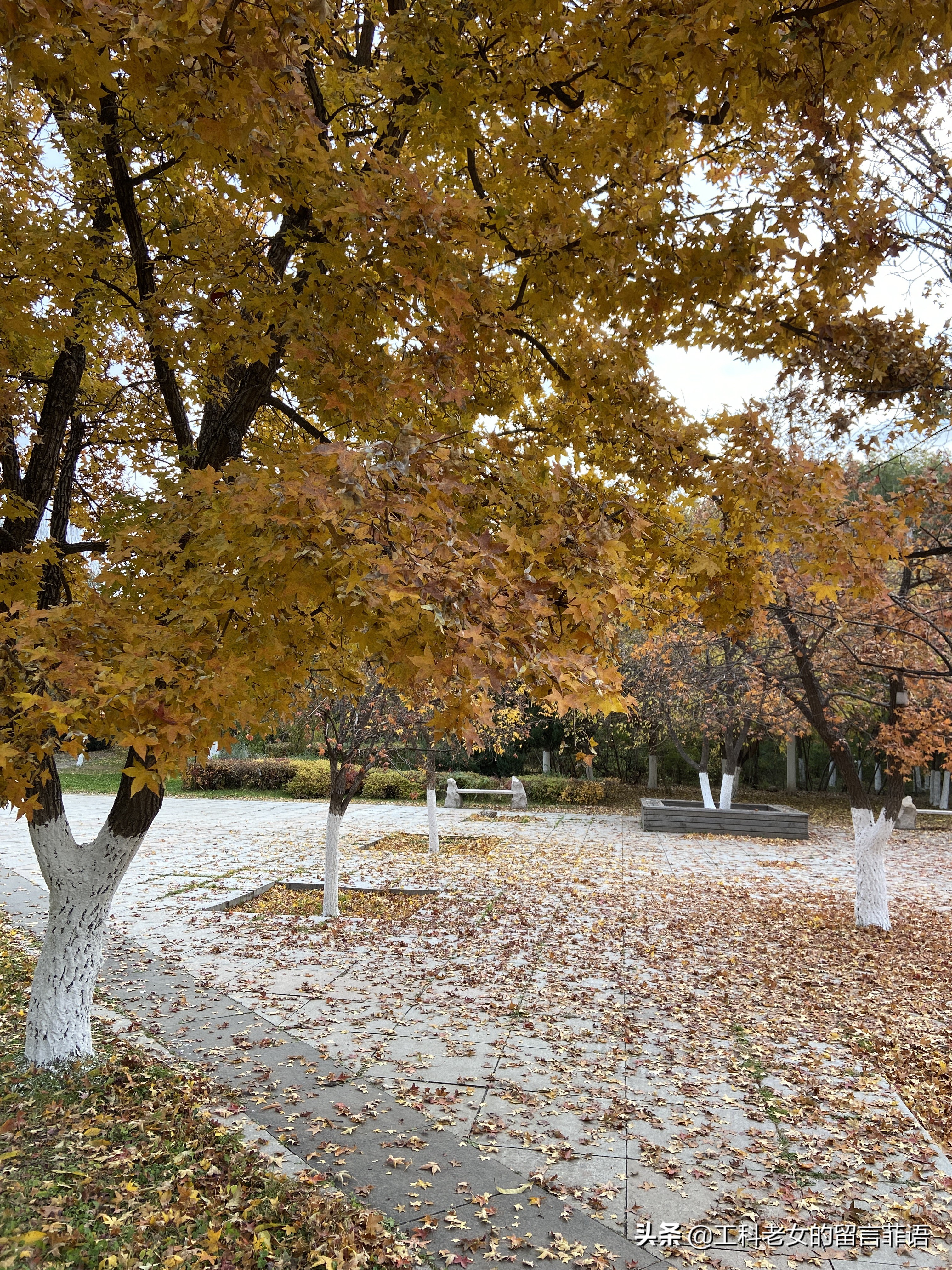 沈阳看秋叶好去处,沈阳秋叶