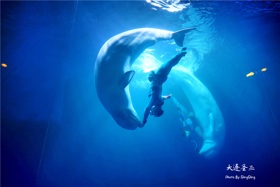 北方明珠活力四射的浪漫之都大连，国内最具特色的海洋世界圣亚