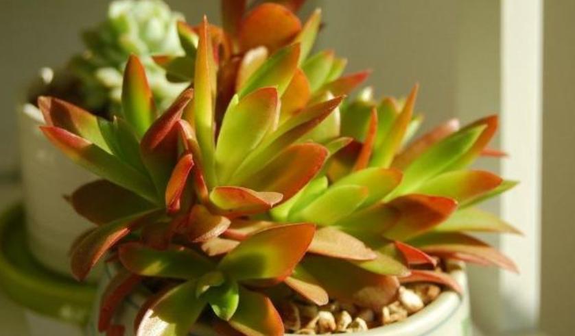 多肉火祭怎么养叶子圆润,多肉火祭叶片干瘪厉害