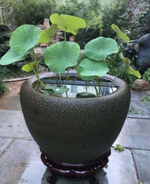 中国传统文化与院子,中国传统文化天井