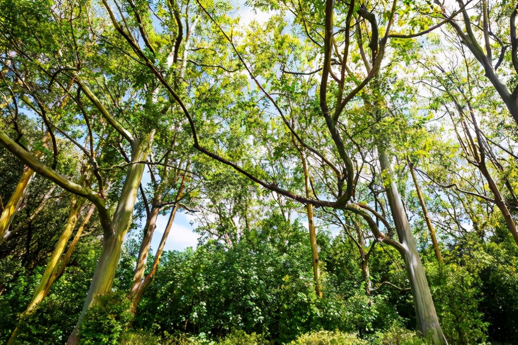 广东哪几个市已禁止种桉树,广东博罗禁止种桉树吗