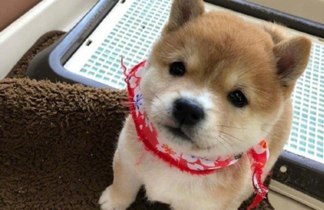 柴犬幼犬玩起来特别爱咬人怎么办,柴犬一个月爱张嘴咬人打了还更凶