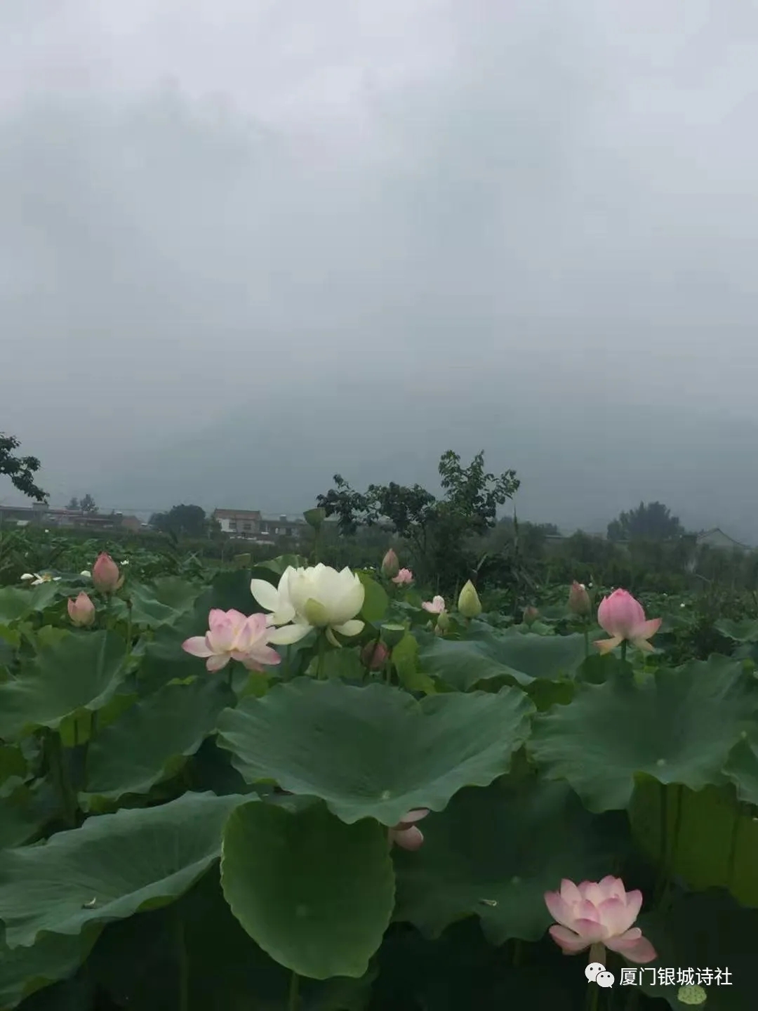 閾跺煄璇楄瘝澶у叏,閾跺煄鍙よ瘲