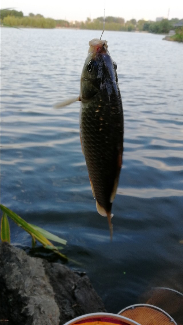 钓鱼鱼口轻漂相不明显怎么调,最正确的调漂方法