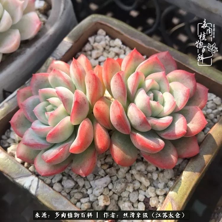 秋叶将落,秋叶即将落下你依然美丽