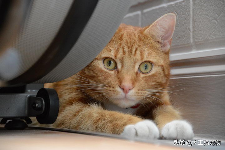 猫咪老是尿湿后腿怎么办,猫咪尿频喜欢跑