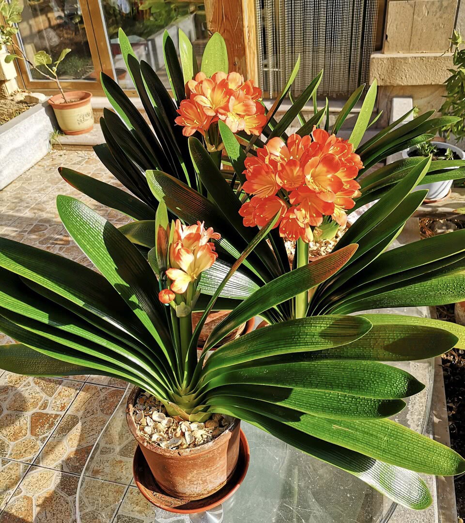 家里养哪五种开的旺宅花,什么花放客厅最旺宅