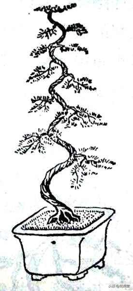 丛林式盆景欣赏,盆景欣赏及制作