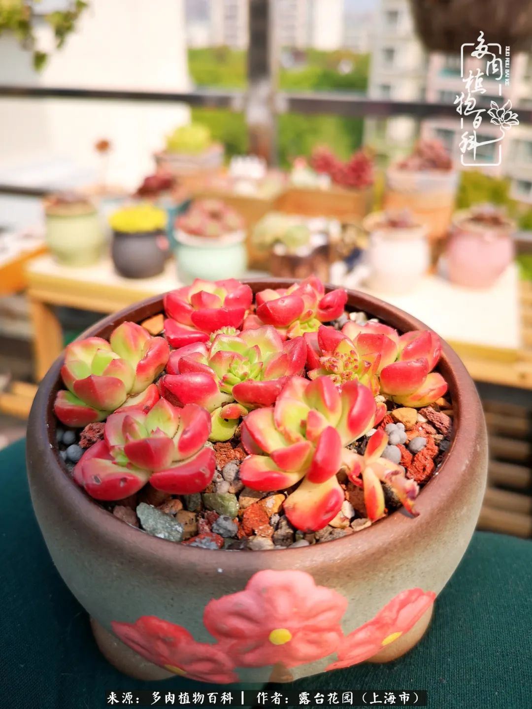 这6种多肉又粉又可爱萌翻少女心,粉粉萌萌的多肉有哪些