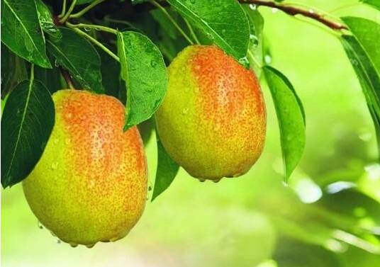 云南特产山货血三七,云南独有的44种野菜