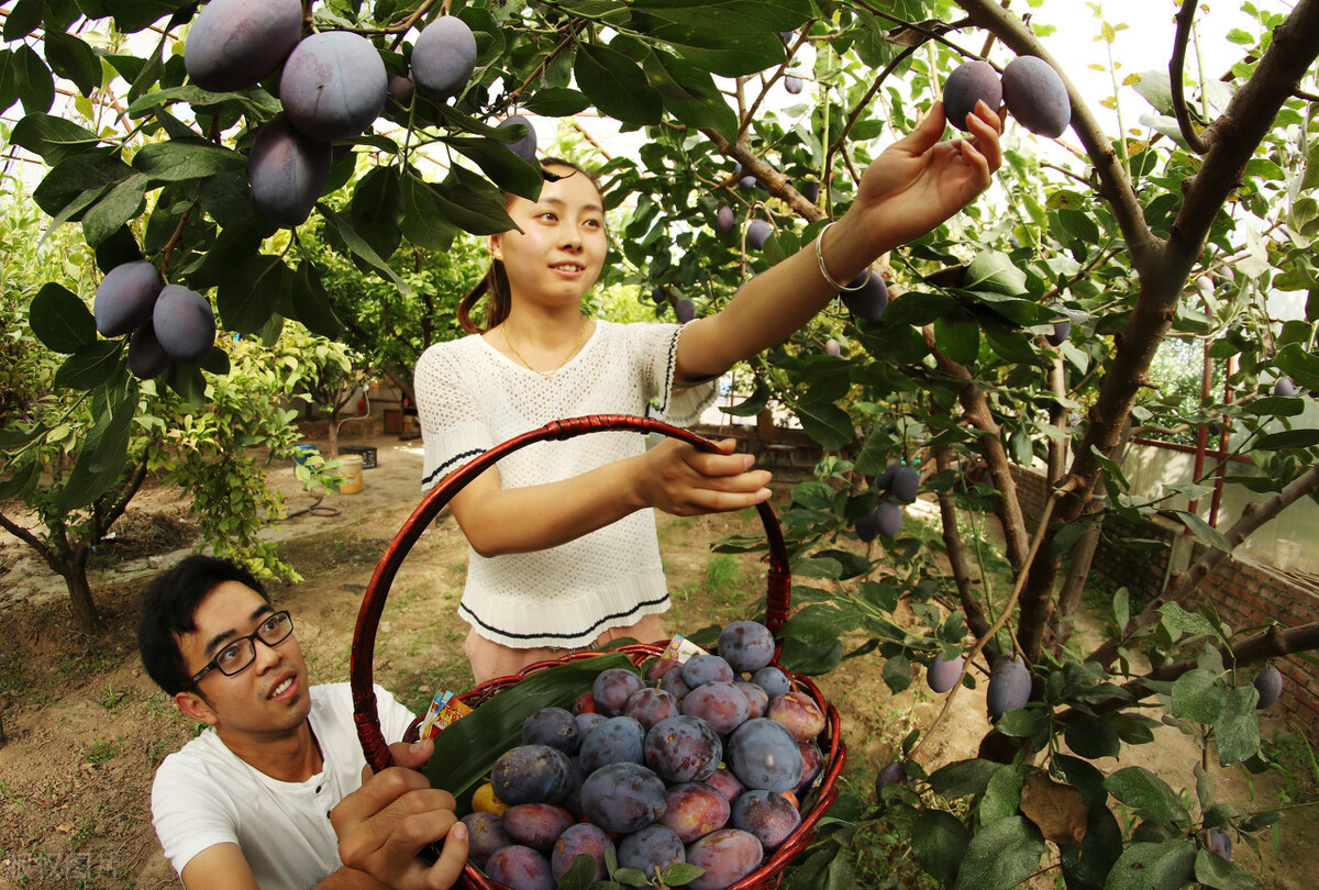 大便粗干燥拉不出怎么快速通便,如何快速通便大便拉不出来