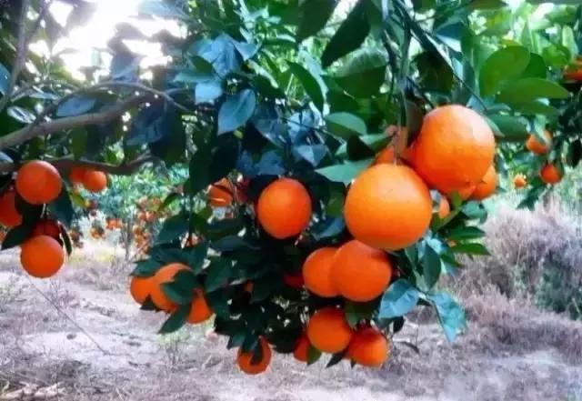 酵素肥料如何使用到果树上,环保酵素在柑橘果树上的使用方法