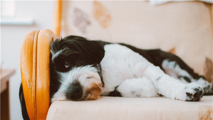 狗狗尿床是什么意思,三个月的狗狗老是尿床有什么问题